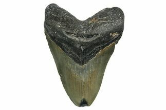 Serrated, Fossil Megalodon Tooth - North Carolina #351747
