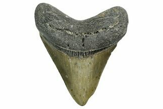 Serrated, Fossil Megalodon Tooth - North Carolina #351753