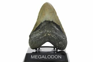 Fossil Megalodon Tooth - North Carolina #352412