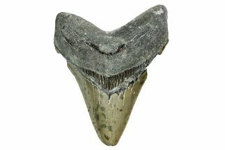 Serrated, Fossil Megalodon Tooth - North Carolina #352413