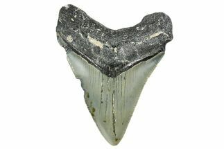 Serrated, Juvenile Megalodon Tooth - North Carolina #352414