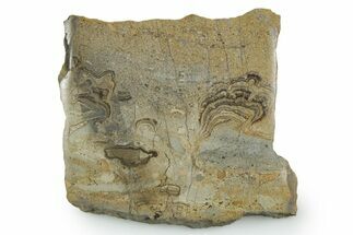 Upper Carboniferous Stromatolite Slab - Fife, Scotland #353848