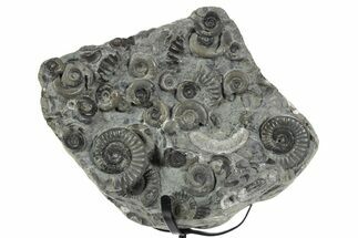 Fossil Ammonite (Arnioceras) Cluster - Holderness Coast, England #353867