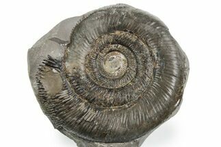 Jurassic Ammonite (Dactylioceras) Fossil - England #353872
