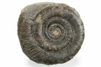 Jurassic Ammonite (Dactylioceras) Fossil - England #353874