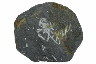 Fossil Graptolite (Didymograptus) Cluster - Wales #353823
