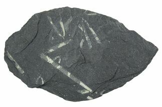 Fossil Graptolite (Didymograptus) Cluster - Wales #353825