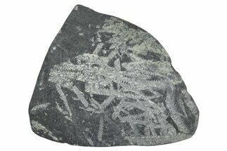 Fossil Graptolite (Didymograptus) Cluster - Wales #353833