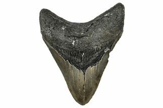 Serrated, Fossil Megalodon Tooth - North Carolina #351755