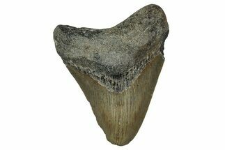 Serrated, Fossil Megalodon Tooth - North Carolina #351764