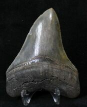 Serrated Megalodon Tooth - River in Georgia #18919