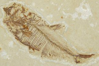 Bargain, Fossil Fish (Diplomystus) - Wyoming #354023