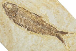Detailed Fossil Fish (Knightia) - Wyoming #354034