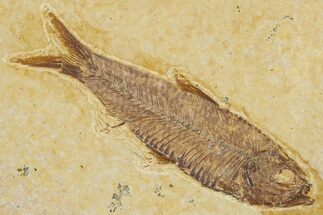 Detailed Fossil Fish (Knightia) - Wyoming #354035