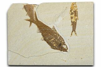 Limestone with Two Fossil Fish (Knightia) - Wyoming #354039