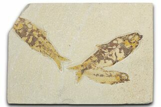 Limestone with Three Fossil Fish (Knightia) - Wyoming #354046