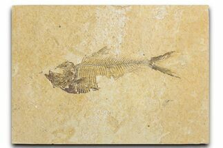 Bargain, Fossil Fish (Diplomystus) - Wyoming #354051