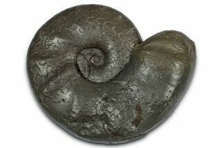 Triassic Ammonite (Ceratites sublaevigatus) Fossil - Germany #354093