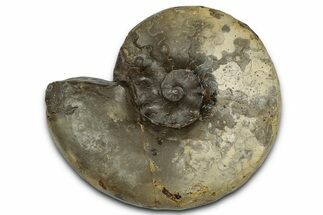 Triassic Ammonite (Ceratites laevigatus) Fossil - Germany #354095