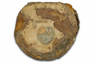 Fossil Ichthyosaur (Brachypterygius) Vertebra - England #354098