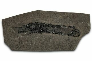 Devonian Lobed-Fin Fish (Osteolepis) Fossil - Scotland #354101