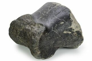 Fossil Iguanodon Pes Phalanx (Toe Bone) - Isle of Wight, England #354085