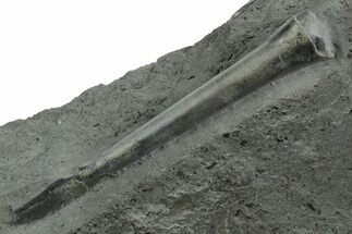 Fossil Belemnite (Youngibelus) Rostrum - Germany #354198