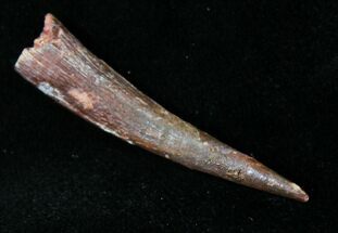 Well Preserved Pterosaur Tooth - Kem Kem Beds #18910