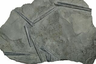 Belemnites & Straight Cephalopods For Sale