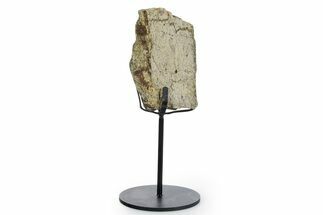 Fossil Triceratops Femur Section w/ Metal Stand - South Dakota #354296