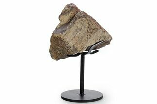 Fossil Theropod Vertebra Section w/ Metal Stand - Colorado #354299