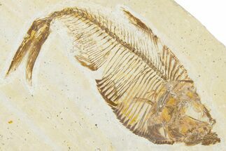 Detailed Fossil Fish (Diplomystus) - Wyoming #354064