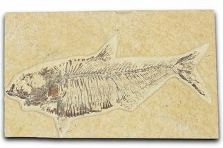 Detailed Fossil Fish (Diplomystus) - Wyoming #354068