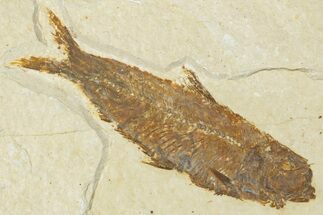 Detailed Fossil Fish (Knightia) - Wyoming #354075