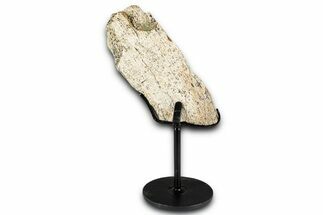 Fossil Triceratops Limb Section w/ Metal Stand - South Dakota #354353