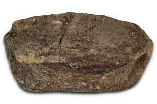 Fossil Hadrosaur Phalanx (Toe) Bone - Wyoming #354369