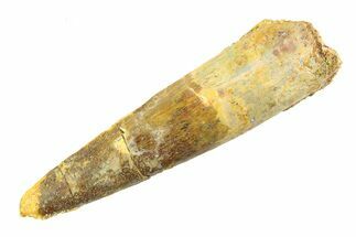Bargain, Fossil Spinosaurus Tooth - Real Dinosaur Tooth #353114