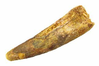 Fossil Spinosaurus Tooth - Feeding Worn Tip #353131