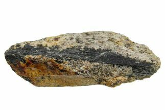 Fossil Tyrannosaur (T rex) Bone Section - Wyoming #352885