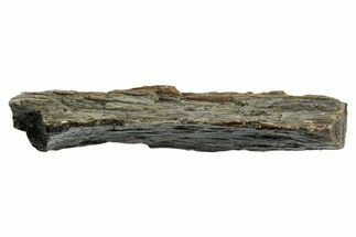 Fossil Tyrannosaur (T rex) Bone Section - Wyoming #352899