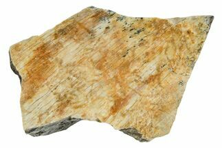 Fossil Tyrannosaur (T rex) Bone Section - Wyoming #352916