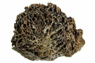 Fossil Tyrannosaur (T rex) Bone Section - Wyoming #352919