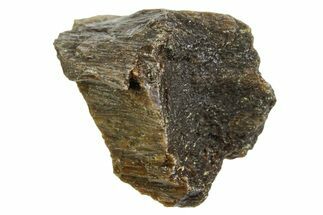 Fossil Tyrannosaur (T rex) Bone Section - Wyoming #352945