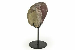 Fossil Ornithischian Dinosaur Vertebra with Metal Stand - Colorado #354327