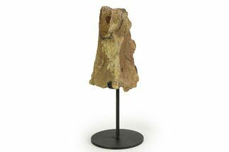 Fossil Hadrosaur Limb Section w/ Metal Stand - South Dakota #354334