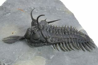 Trilobites For Sale