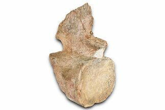 Fossil Plesiosaur (Thililua?) Cervical Vertebra - Asfla, Morocco #354418