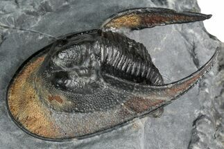 Gorgeous Scotoharpes Trilobite - Orange Headshield #354425