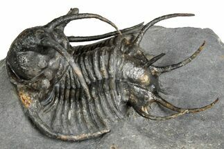 Spiny Ceratarges Trilobite - Zireg, Morocco #354426