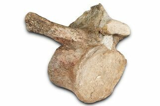 Fossil Plesiosaur (Thililua?) Sacral Vertebra - Asfla, Morocco #354429